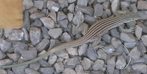 New Mexico Whiptail